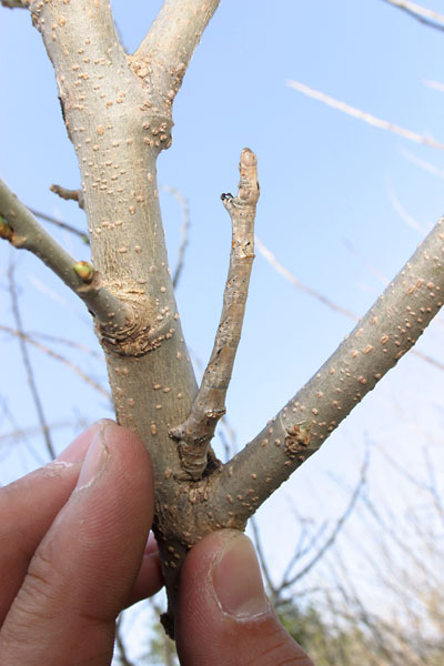 クワエダシャクの幼虫