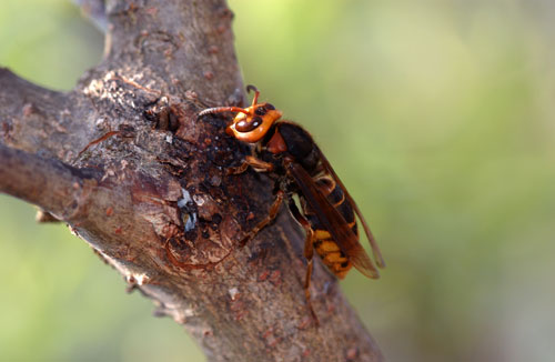 モンスズメバチ