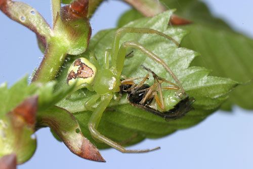 ハバチをとらえたハナグモ