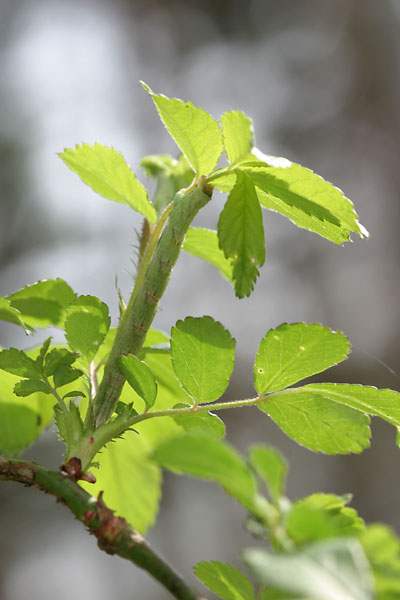 ノイバラのシャクトリムシ