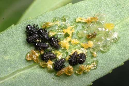 ヤナギハムシの幼虫