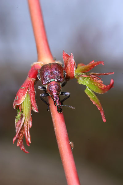 ファウストハマキチョッキリ