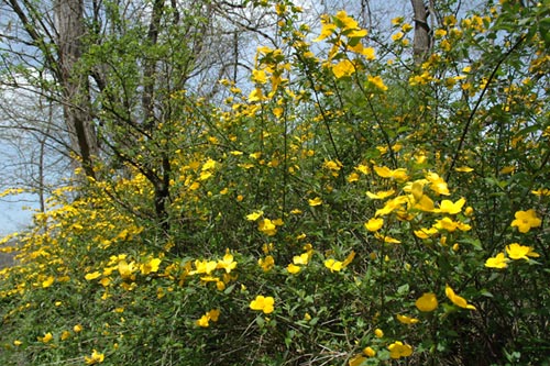 満開になったヤマブキ