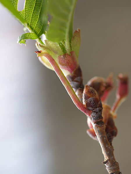 シャクトリムシの擬態