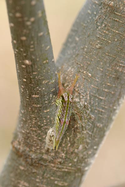 脱皮したゴマダラチョウの幼虫