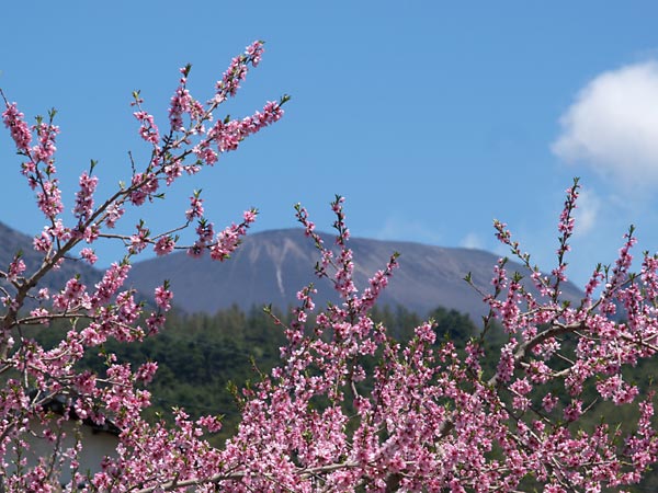 モモの花と浅間
