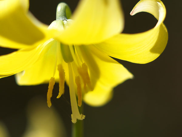 エルマリットで接写(E-1)