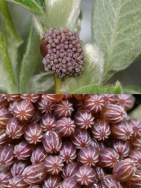 ヒオドシチョウの卵