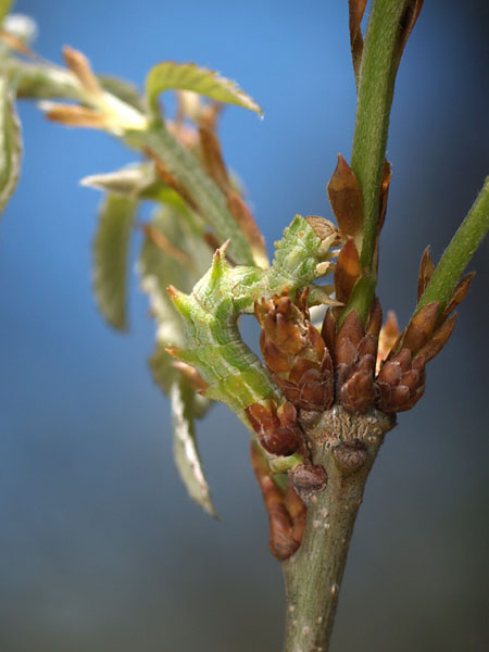 大きくなったカギシロスジアオシャクの幼虫