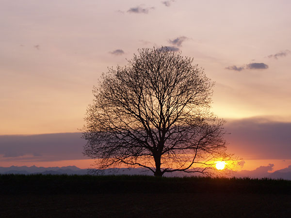 いつものクルミの木