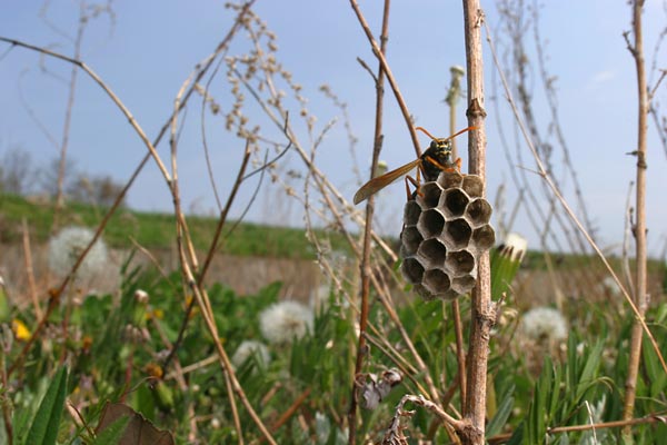 フタモンアシナガバチの巣