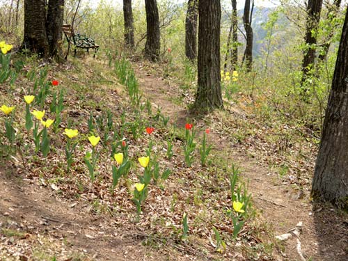 庭のチューリップ