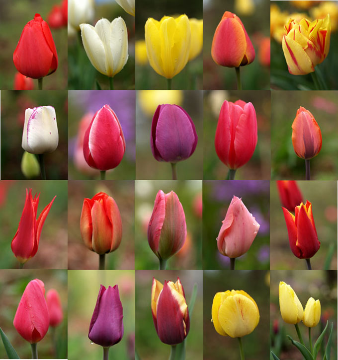 今朝のチューリップ