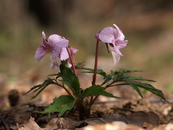 エイザンスミレ