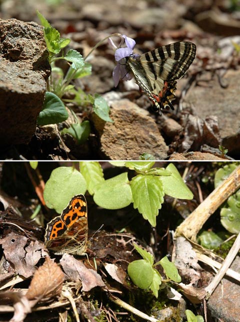 サカハチチョウとヒメギフチョウ