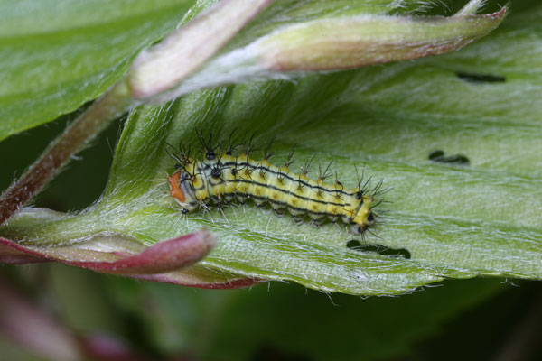 ヤママユガの幼虫