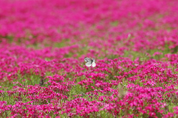 スジグロシロチョウ