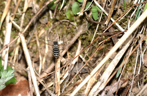 クロスズメバチ