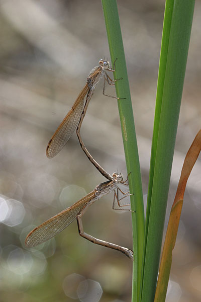 オツネントンボの産卵