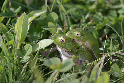 シュレーゲルアオガエル