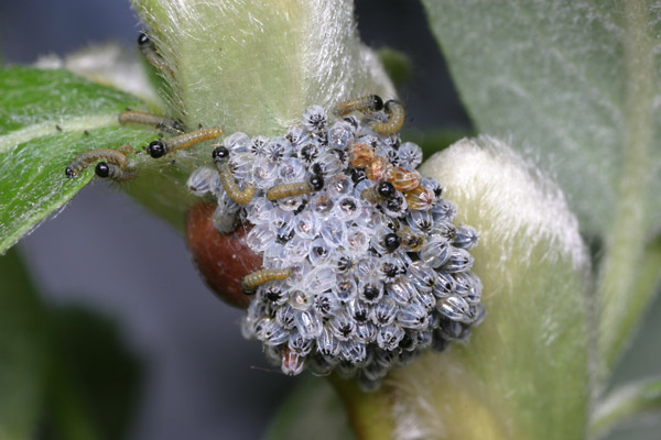 孵化したヒオドシチョウ