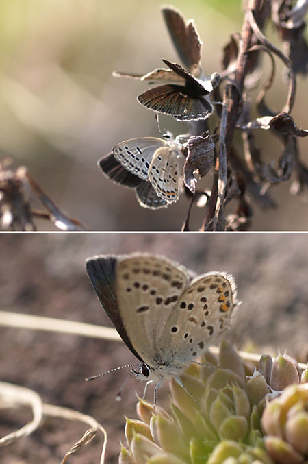 クロツバメシジミ