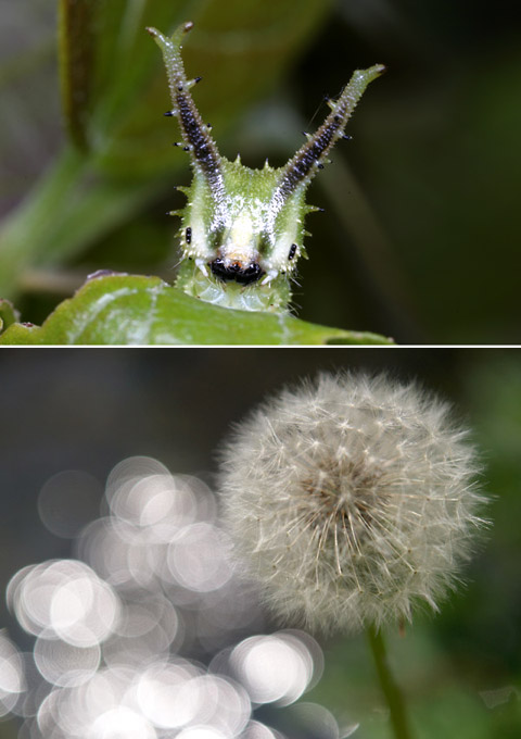 オオムラサキセンターで講演
