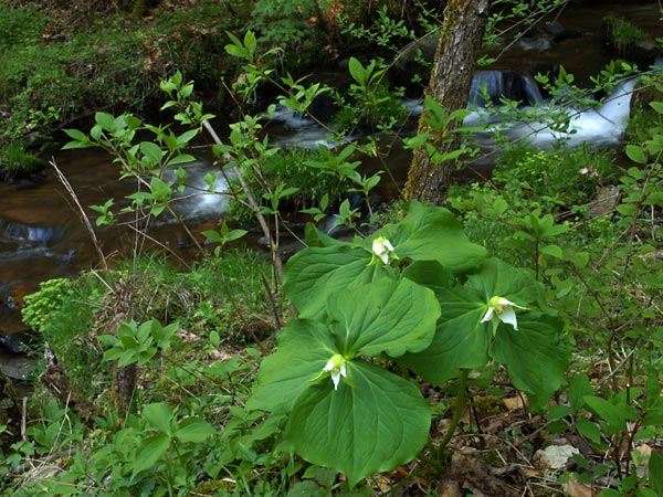 川の畔のエンレイソウ