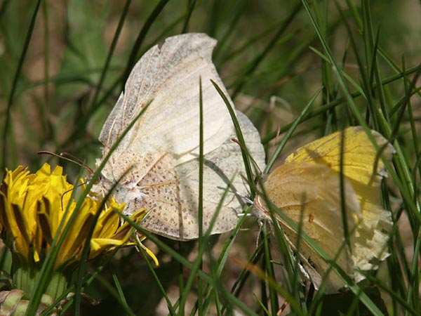 スジボソヤマキチョウの求愛