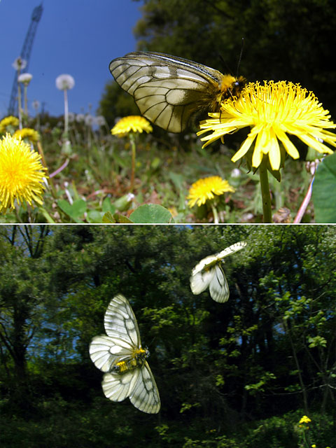 ウスバシロチョウ
