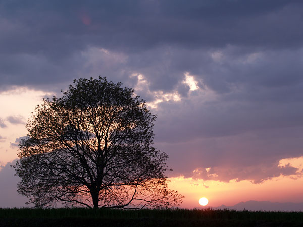 今日のクルミの木夕景