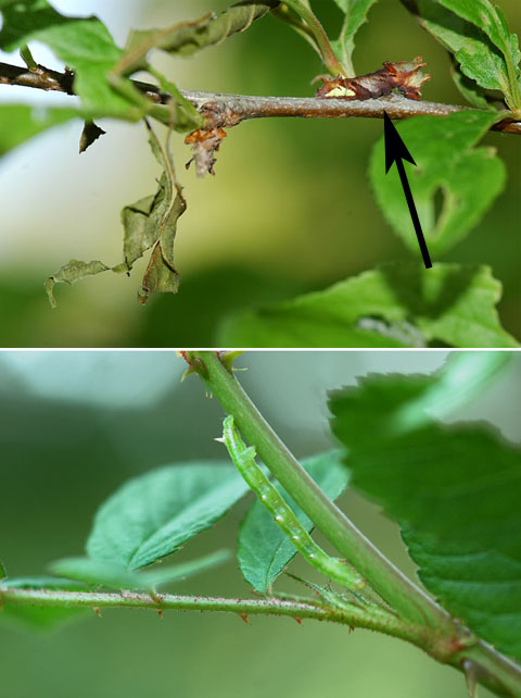 擬態している幼虫2題