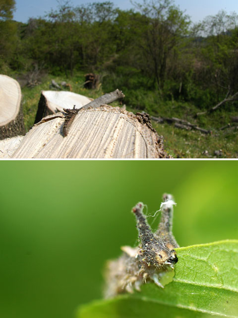 切られてしまったエノキ