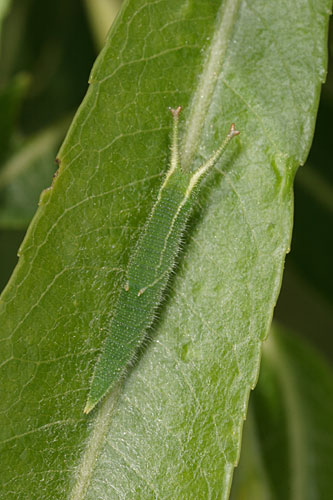 コムラサキの幼虫