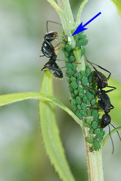 アブラムシとアリ