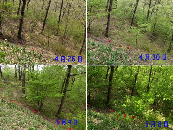 アトリエの雑木林の変化4/26〜5/8