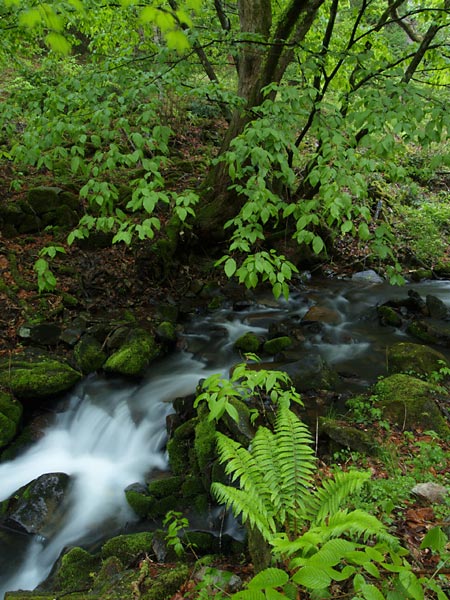 ヤマドリゼンマイ