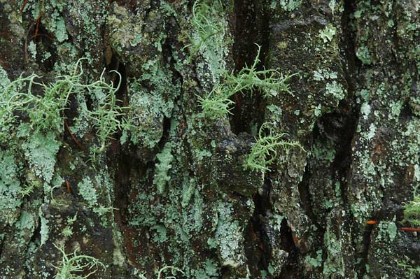 コヤガの幼虫はどこに？