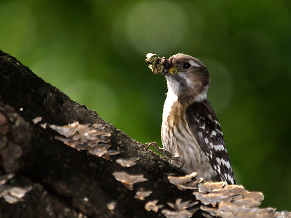 巣立ちを誘うコゲラの親