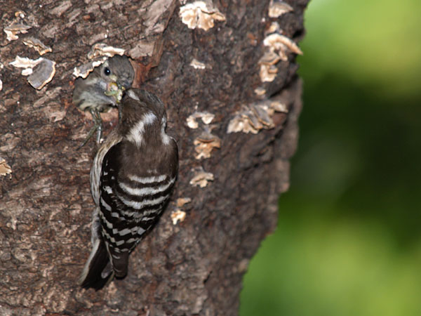 雛に餌をやるコゲラの親鳥