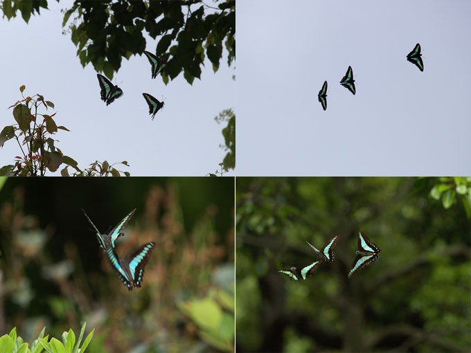 アオスジアゲハの求愛飛翔