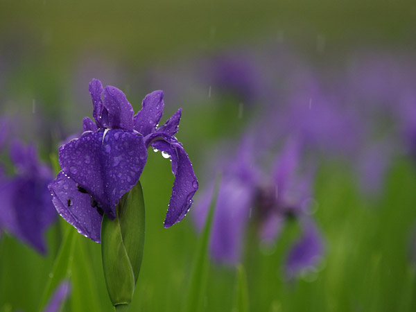 雨の中のカキツバタ