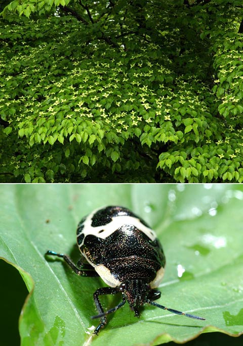 ヤマボウシとキンカメムシ