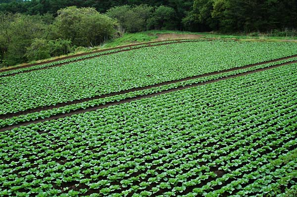 レタス畑