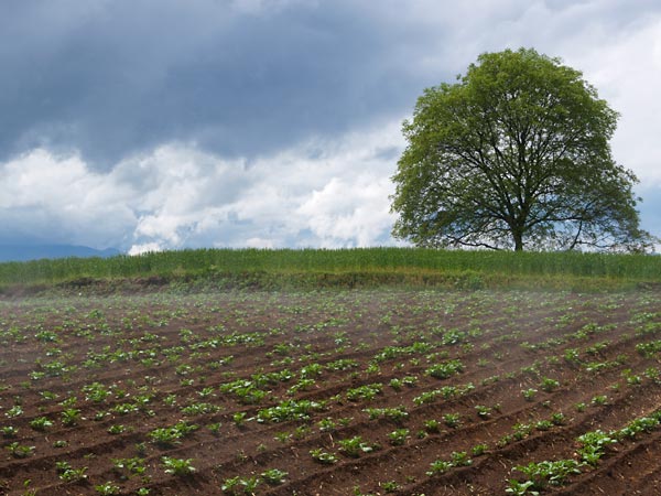 いつものクルミの木