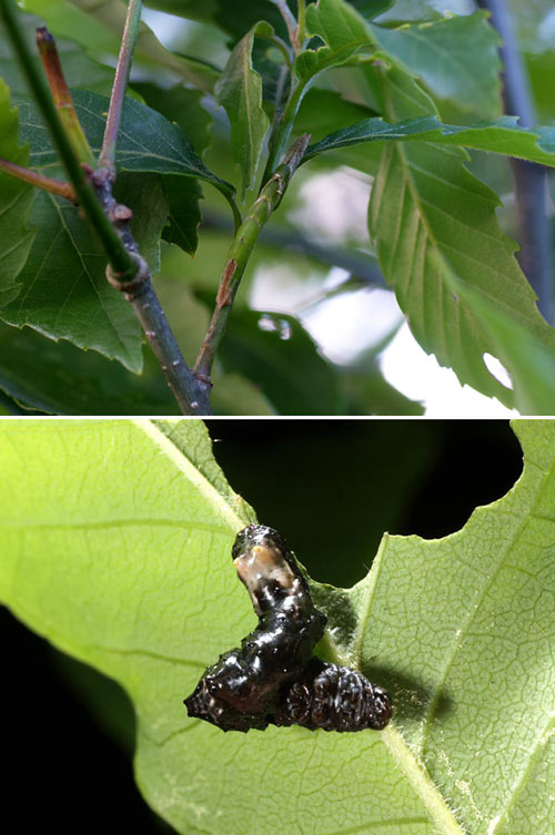 シャクガ幼虫の擬態2題