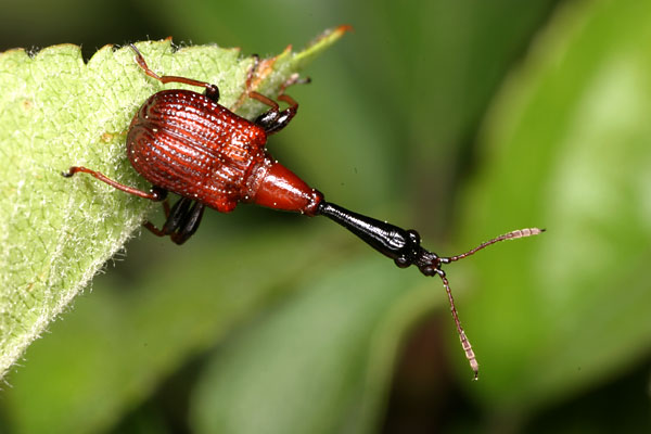 クビナガオトシブミ