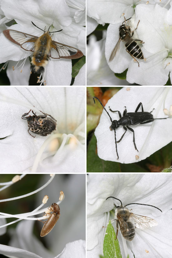 ツツジに来た虫