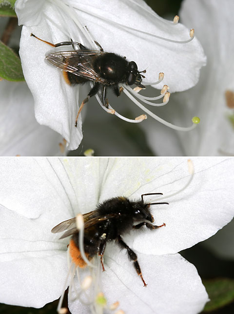 マルハナバチそっくりのアブ