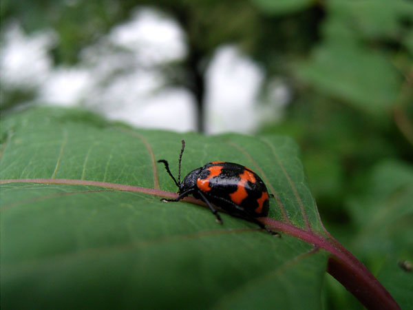 都心のイタドリハムシ